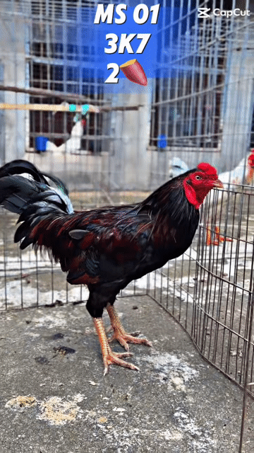 Gà chọi Đực Đa sắc. Mua bán Gà tại Thành phố Biên Hòa Đồng Nai được đăng bởi HIẾU PHẠM hình 1