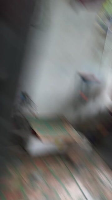 Cá cảnh màu Đỏ, Trắng. Mua bán Thú cưng khác tại Huyện Hòa Vang Đà Nẵng được đăng bởi Anhvutran hình 1