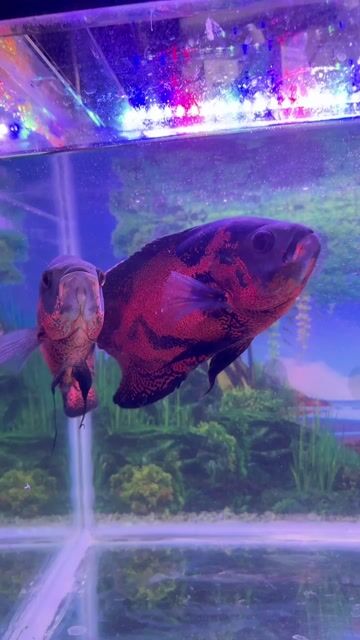 Bán 2 bé Tai Tượng Châu Phi siêu lanh,size 23 cm. Mua bán Thú cưng khác tại Thành phố Thủ Đức Tp Hồ Chí Minh được đăng bởi Linh Phương hình 1