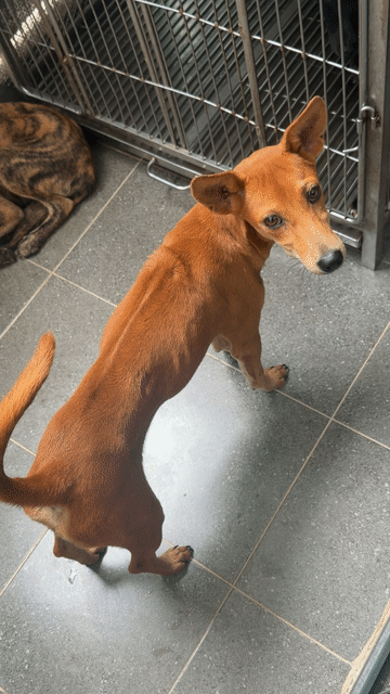 Chó Phú Quốc vàng. Mua bán Chó tại Quận 12 Tp Hồ Chí Minh được đăng bởi QB SHOP PETS hình 1