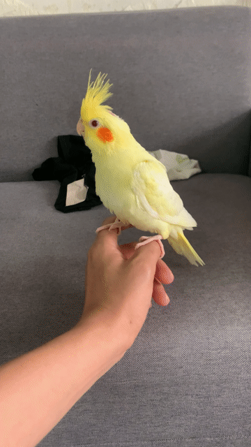 Chim Vẹt Cockatiel Vàng. Mua bán Chim tại Huyện Chương Mỹ Hà Nội được đăng bởi menuoipet29 hình 1