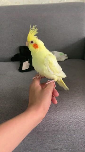 Chim Vẹt Cockatiel Vàng. Mua bán Chim tại Huyện Chương Mỹ Hà Nội được đăng bởi menuoipet29 hình 1