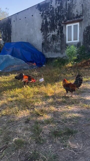 Gà trống 2.4kg. Mua bán Gà tại Huyện Định Quán Đồng Nai được đăng bởi Tèo Đen hình 1