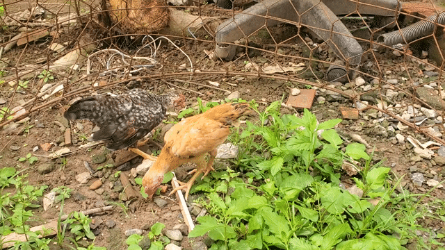 Tre bắc cộc. Mua bán Gà tại Huyện Long Hồ Vĩnh Long được đăng bởi Hiếu kê hình 1