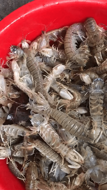 Nõn bề bề Quảng Ninh Đông lạnh. Mua bán Đồ ăn, thực phẩm và các loại khác tại Thành phố Hạ Long Quảng Ninh được đăng bởi phạm ngọc quý hình 1