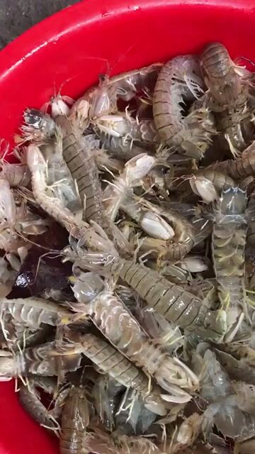 Nõn bề bề Quảng Ninh Đông lạnh. Mua bán Đồ ăn, thực phẩm và các loại khác tại Thành phố Hạ Long Quảng Ninh được đăng bởi phạm ngọc quý hình 1