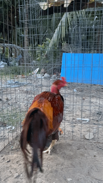 Gà khét tơ 3kg3 có hơn. Mua bán Gà tại Huyện Châu Thành Trà Vinh được đăng bởi Gà Đá 84 hình 1