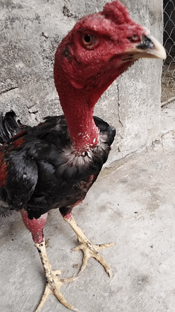 Gà chọi tơ đực Đen Đỏ. Mua bán Gà tại Huyện Đông Sơn Thanh Hóa được đăng bởi Gà Đòn Đông Lĩnh hình 1