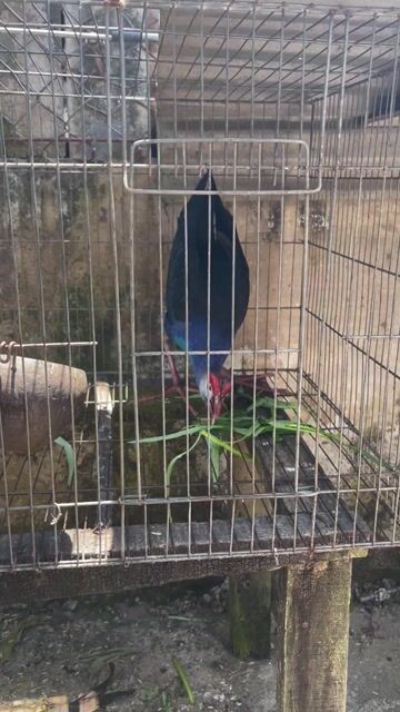 bán chim chích cồ. Mua bán Chim tại Huyện Long Hồ Vĩnh Long được đăng bởi nhi nguyen hình 1