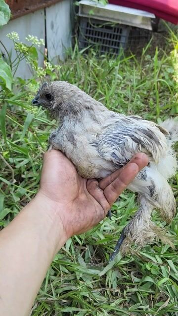 Gà HMông GL Chào mào. Mua bán Chim tại Huyện Bình Chánh Tp Hồ Chí Minh được đăng bởi Anh Ba Báo hình 1