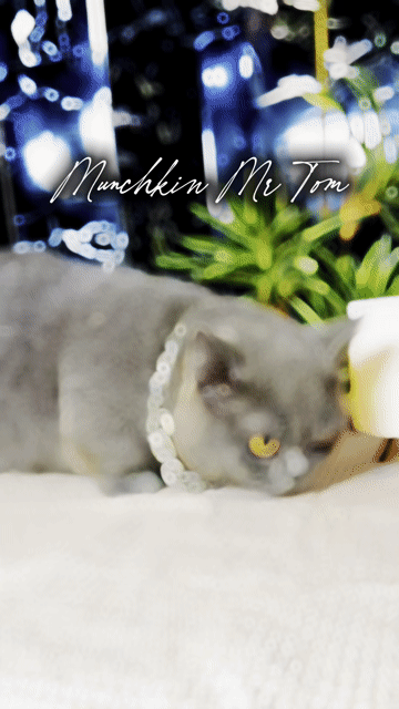 Mèo Munchkin Xám xanh form to, nhiều mèo con xinh. Mua bán Mèo tại Quận 3 Tp Hồ Chí Minh được đăng bởi Kim Phương hình 1