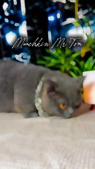 Mèo Munchkin Xám xanh form to, nhiều mèo con xinh. Mua bán Mèo tại Quận 3 Tp Hồ Chí Minh được đăng bởi Kim Phương hình 1