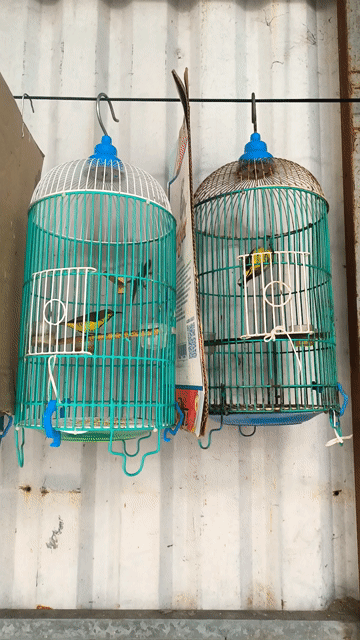 Chim hút mật 5 màu đã hót Cám hạt. Mua bán Chim tại Quận Bình Tân Tp Hồ Chí Minh được đăng bởi Tăm  hình 1