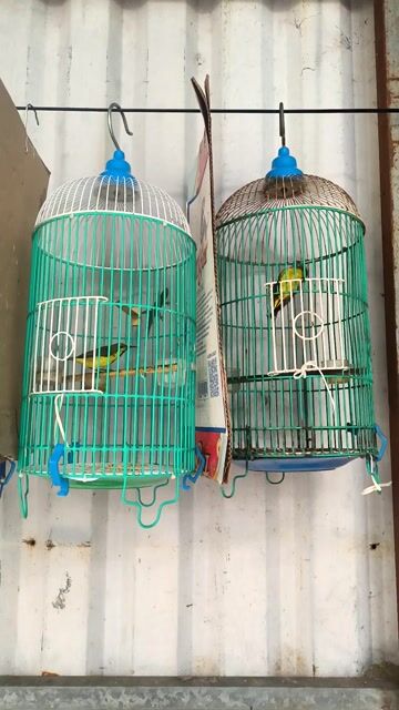 Chim hút mật 5 màu đã hót Cám hạt. Mua bán Chim tại Quận Bình Tân Tp Hồ Chí Minh được đăng bởi Tăm  hình 1