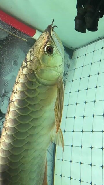 Cá Rồng Fullhelmet Bluebase Singapore. Mua bán Thú cưng khác tại Quận Tân Bình Tp Hồ Chí Minh được đăng bởi Ng Bảo Phúc hình 1