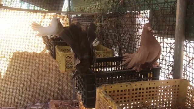 Chim Bồ câu Đuôi xoè ( có gl ). Mua bán Chim tại Huyện Xuyên Mộc Bà Rịa - Vũng Tàu được đăng bởi Ichi Ban Fish Farm hình 1