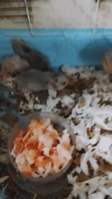 Chuột Hamster Bear lai tạng đực Trắng kem. Mua bán Thú cưng khác tại Huyện Long Thành Đồng Nai được đăng bởi Ngân Huệ hình 1