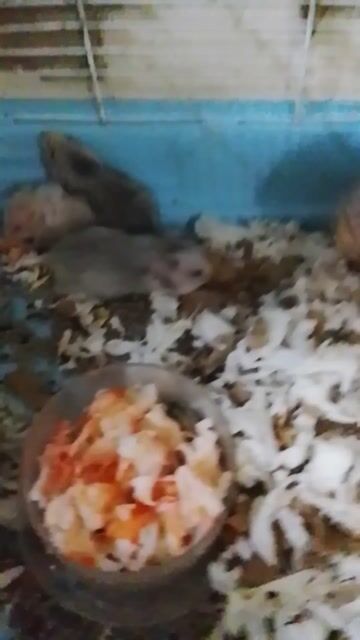 Chuột Hamster Bear lai tạng đực Trắng kem. Mua bán Thú cưng khác tại Huyện Long Thành Đồng Nai được đăng bởi Ngân Huệ hình 1