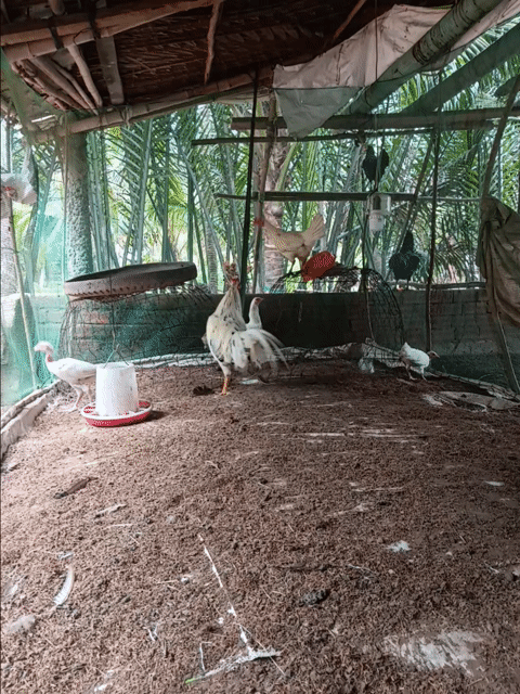 Gà bướm Siu Mỹ 3k2. Mua bán Gà tại Huyện Thạnh Phú Bến Tre được đăng bởi thành vinh hình 1