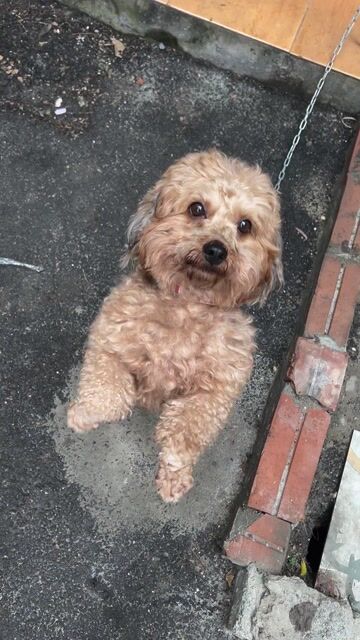 Chó Poodle đực 13 tháng. Mua bán Chó tại Quận Đống Đa Hà Nội được đăng bởi Đức Anh HP hình 1