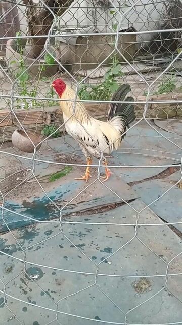 Gà tre đực mạnh khỏe còn thương lượng. Mua bán Gà tại Huyện Đức Hòa Long An được đăng bởi Thành tài hình 1