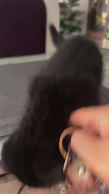 Mèo Anh chân ngắn đen 3 tháng. Mua bán Mèo tại Huyện Thanh Oai Hà Nội được đăng bởi Thúy hình 1