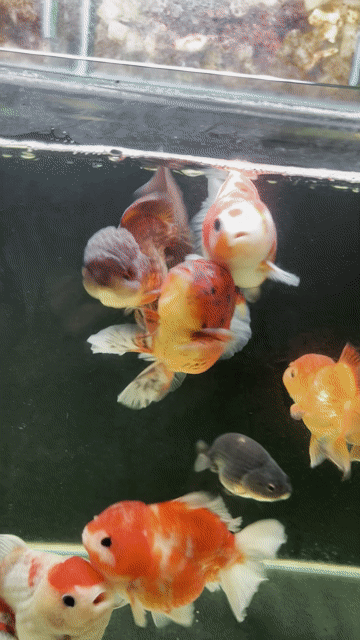 Cá cảnh Oranda đuôi lụa ranchu Tiny. Mua bán Thú cưng khác tại Thành phố Thủ Đức Tp Hồ Chí Minh được đăng bởi Trung hình 1