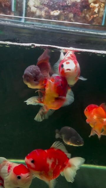 Cá cảnh Oranda đuôi lụa ranchu Tiny. Mua bán Thú cưng khác tại Thành phố Thủ Đức Tp Hồ Chí Minh được đăng bởi Trung hình 1