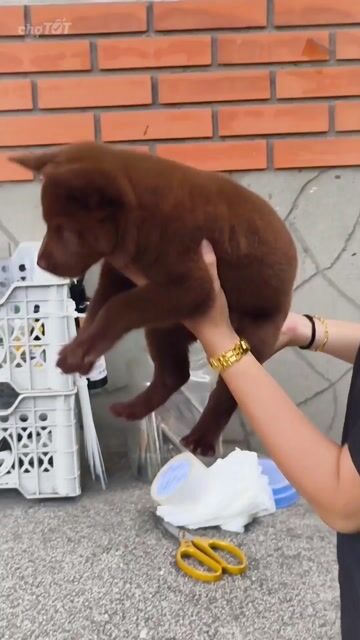 Chó Mông Cộc Nâu Đỏ Đâm Lưỡi Đen Sắc Tố Đặc Biệt . Mua bán Chó tại Quận Gò Vấp Tp Hồ Chí Minh được đăng bởi Shop SH Và Chó Cộc Sài Gòn hình 1