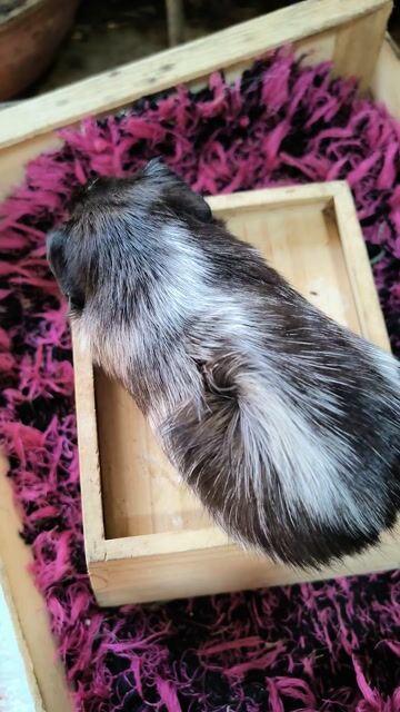 Chuột lang. Mua bán Thú cưng khác tại Quận 7 Tp Hồ Chí Minh được đăng bởi BỌ Ú SG Q7 hình 1