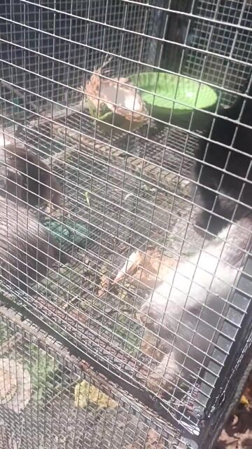 Thỏ Đen Trắng 2 con. Mua bán Thú cưng khác tại Thị xã Bình Minh Vĩnh Long được đăng bởi Vĩnh Phan hình 1