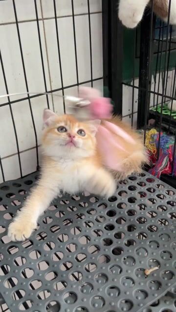 3golden + 3silver tai cụp tai thẳng có đủ. Mua bán Mèo tại Quận 11 Tp Hồ Chí Minh được đăng bởi Ngọc Ngọc Meow hình 1