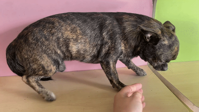 Chó Chihuahua đực vằn vện 1 tuổi đã tiêm phòng. Mua bán Chó tại Huyện Đức Hòa Long An được đăng bởi Lê Thị Ngọc Ánh hình 1