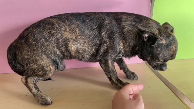 Chó Chihuahua đực vằn vện 1 tuổi đã tiêm phòng. Mua bán Chó tại Huyện Đức Hòa Long An được đăng bởi Lê Thị Ngọc Ánh hình 1