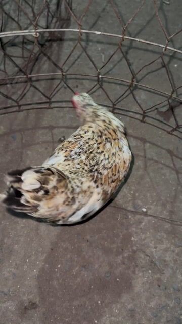 Gà tre Trống mái Vàng bông. Mua bán Gà tại Quận 12 Tp Hồ Chí Minh được đăng bởi Anh bảo hình 1