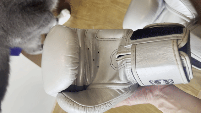 PASS NHANH Găng Boxing Twins Special 14oz Bạc. Mua bán Đồ thể thao, Dã ngoại tại Huyện Thanh Trì Hà Nội được đăng bởi Manh hình 1