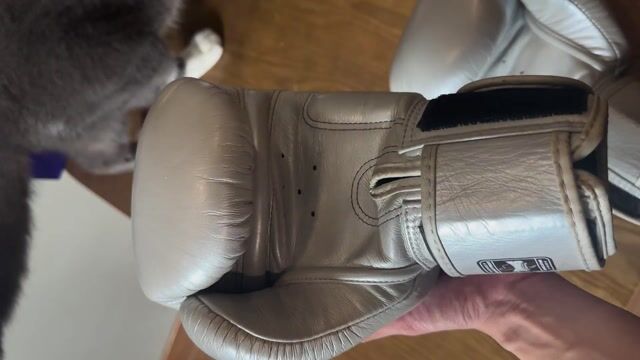 PASS NHANH Găng Boxing Twins Special 14oz Bạc. Mua bán Đồ thể thao, Dã ngoại tại Huyện Thanh Trì Hà Nội được đăng bởi Manh hình 1