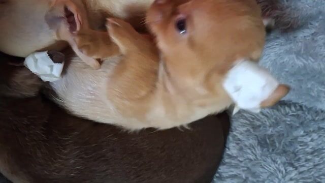 Chihuahua thần chủng 2 tháng chủi. Mua bán Chó tại Quận 1 Tp Hồ Chí Minh được đăng bởi Ân Ân hay thanh lý tất tần tật  hình 1