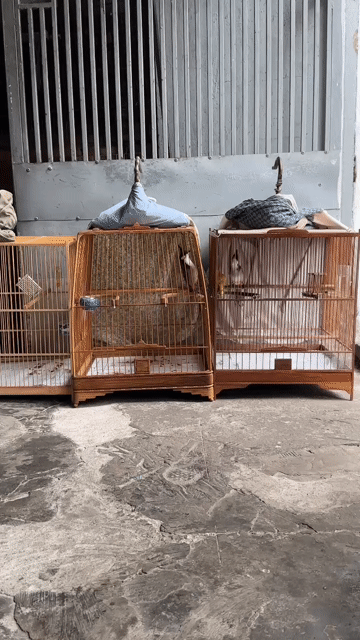Chim chào mào 1 mùa. Mua bán Chim tại Quận Bình Tân Tp Hồ Chí Minh được đăng bởi Việt hình 1