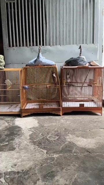 Chim chào mào 1 mùa. Mua bán Chim tại Quận Bình Tân Tp Hồ Chí Minh được đăng bởi Việt hình 1