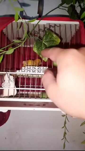 combo chim hoàng yến. Mua bán Chim tại Quận Long Biên Hà Nội được đăng bởi đời như sit hình 1