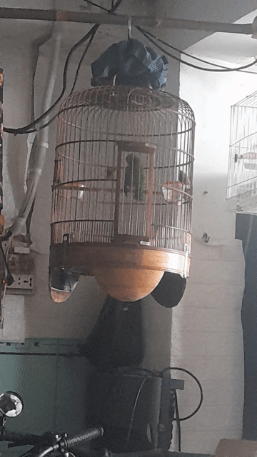 chim thanh tước vn thuần. Mua bán Chim tại Quận 6 Tp Hồ Chí Minh được đăng bởi Hung tran hình 1
