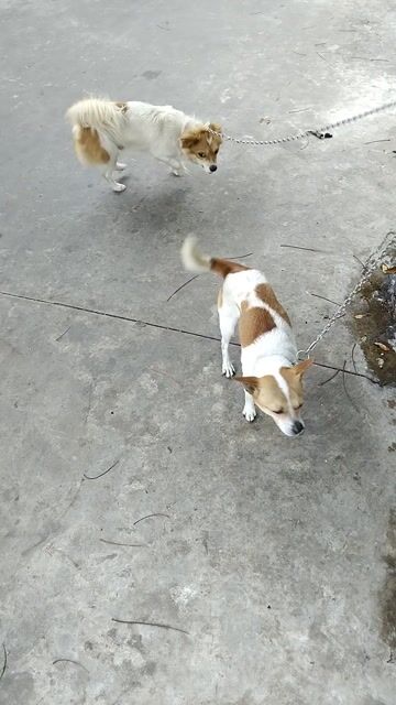 Chó 12 tháng cái. Mua bán Chó tại Huyện An Lão Hải Phòng được đăng bởi Nguyen Trung hình 1