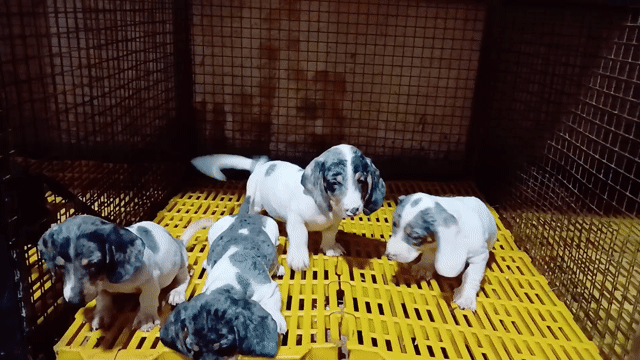 Chó Lạp xưởng 2 tháng đã tiêm 1 mũi. Mua bán Chó tại Huyện Hóc Môn Tp Hồ Chí Minh được đăng bởi winsen hình 1