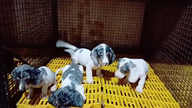 Chó Lạp xưởng 2 tháng đã tiêm 1 mũi. Mua bán Chó tại Huyện Hóc Môn Tp Hồ Chí Minh được đăng bởi winsen hình 1