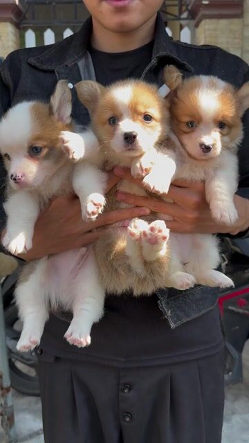 Chó Corgi Thuần Chủng Đẹp Sẵn Tại 04 Bàu Năng 1. Mua bán Chó tại Quận Liên Chiểu Đà Nẵng được đăng bởi Pet House hình 1