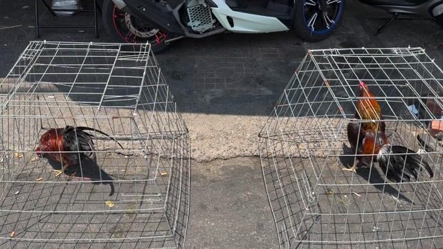 mỹ cuban. Mua bán Gà tại Quận 8 Tp Hồ Chí Minh được đăng bởi Tấn Sang hình 1