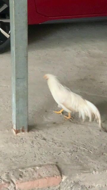 Gà tre trống trắng đen. Mua bán Gà tại Huyện Thanh Trì Hà Nội được đăng bởi Hương  hình 1