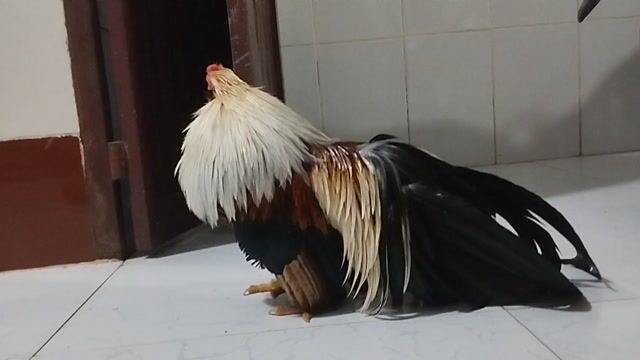 Gà tre Tân Châu Đực Lông mượt. Mua bán Gà tại Huyện Trà Ôn Vĩnh Long được đăng bởi Hoà Bình hình 1