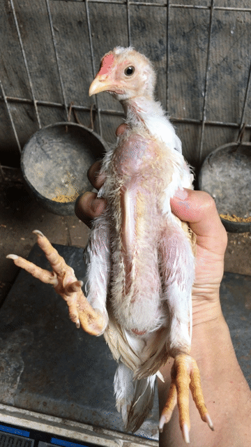 Gà tre Asil lai nòi Asil x Thái. Mua bán Gà tại Quận Cái Răng Cần Thơ được đăng bởi Trai Cần Thơ 65 hình 1